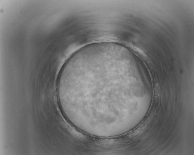 X0000068821470200605121303