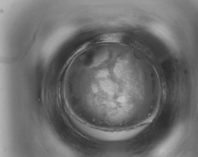 X0000068821487200605121303