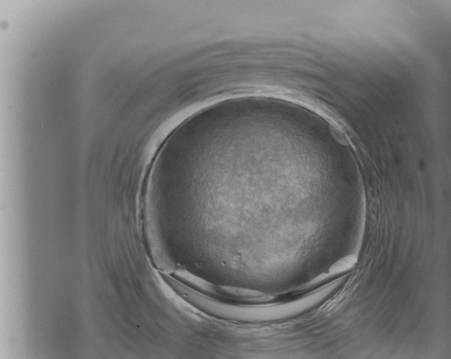 X0000068821535200605121303