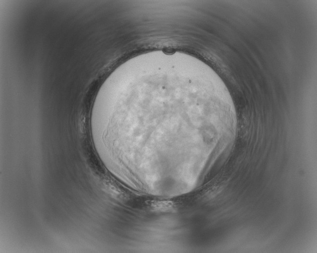 X0000068820355200605191839