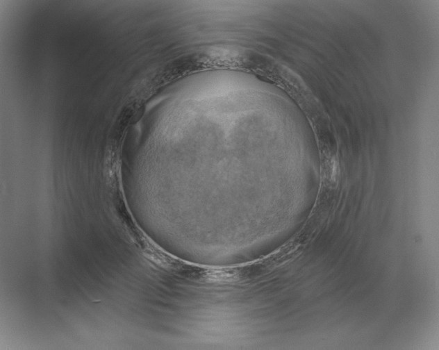 X0000068820701200605191833