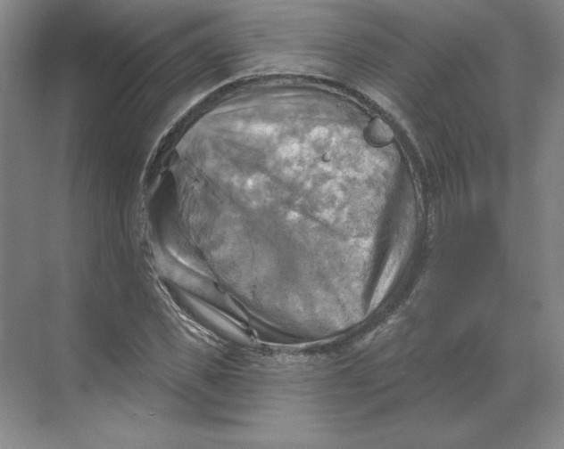 X0000068820925200605191829