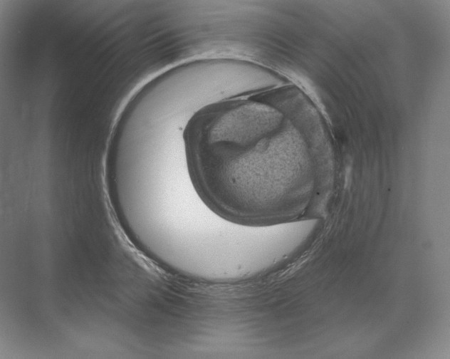 X0000068820936200605191829