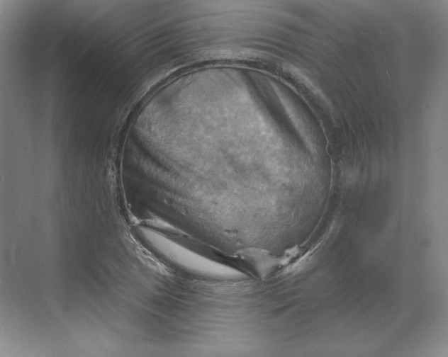 X0000068821025200605191828