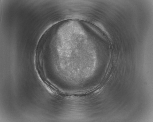 X0000068821040200605191828