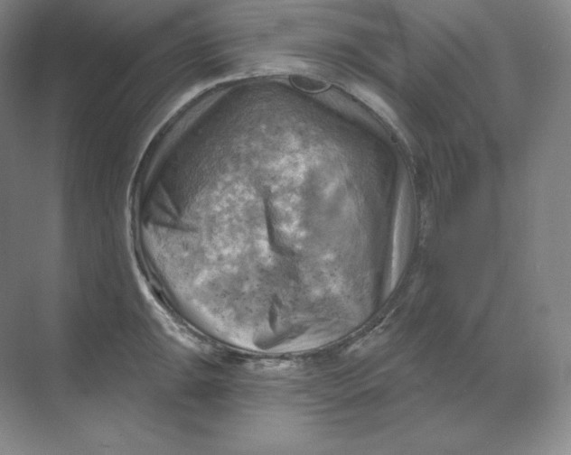 X0000068821047200605191828