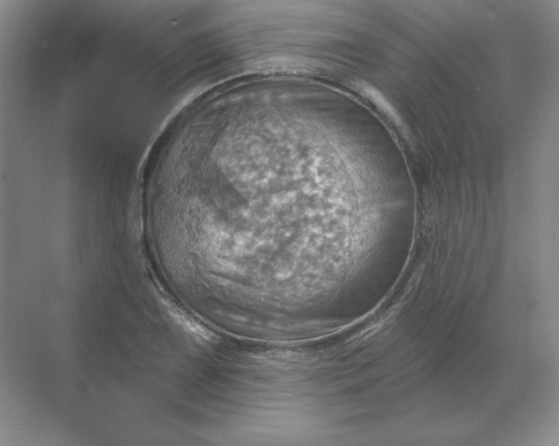 X0000068821075200605191827