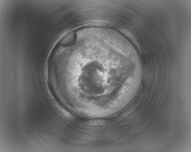 X0000068821083200605191827