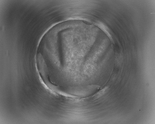 X0000068821100200605191826