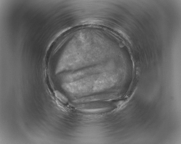 X0000068821117200605191826