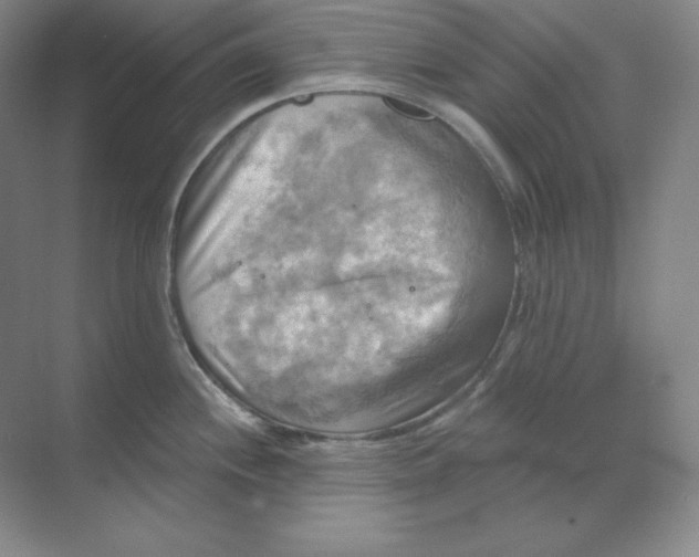 X0000068821244200605191825