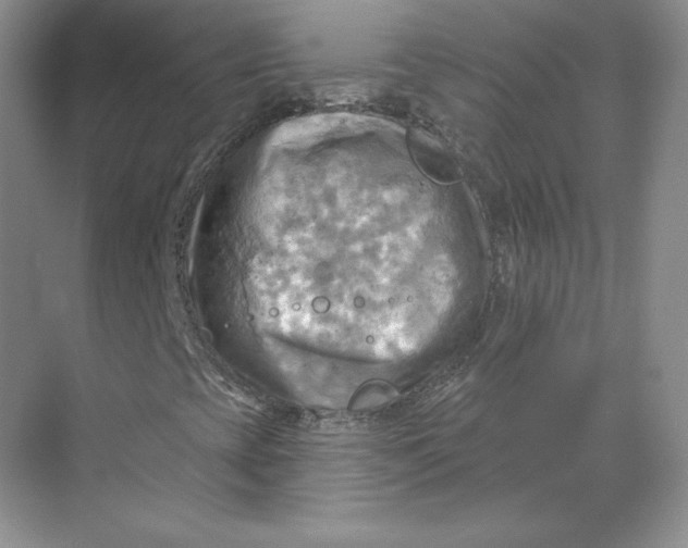 X0000068821393200605191821