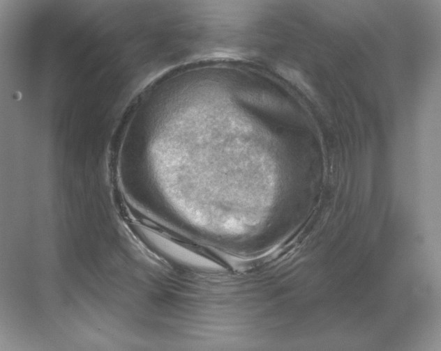 X0000068821404200605191821