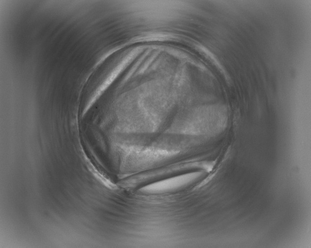 X0000068821417200605191821