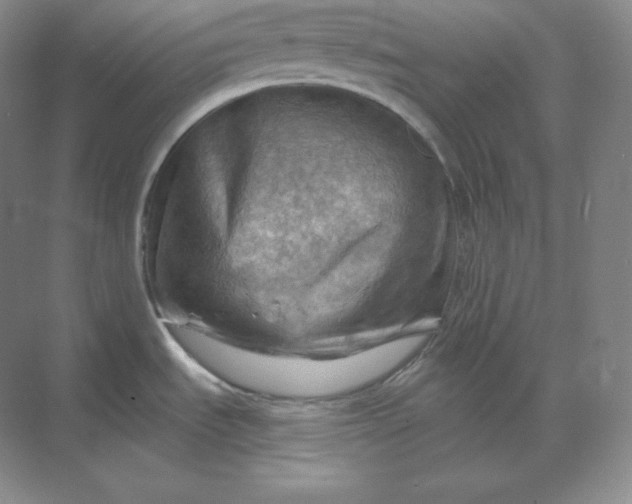 X0000068821535200605191820