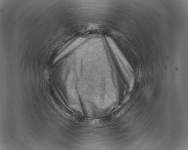 X0000068820472200605261555