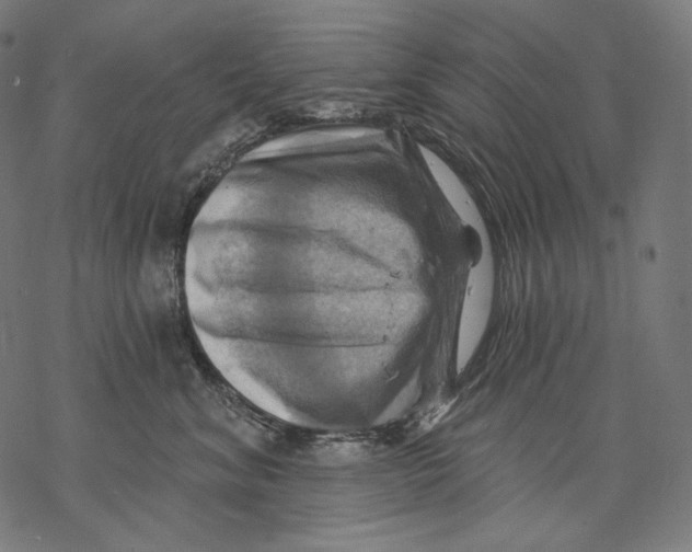 X0000068820620200605261552