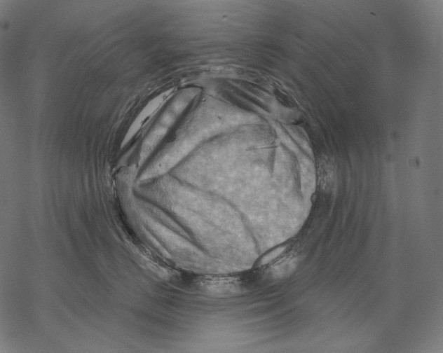 X0000068820670200605261552