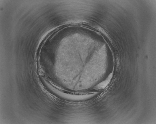 X0000068821124200605261544