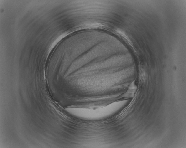 X0000068821226200605261542