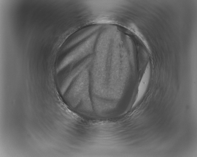 X0000068820385200606021622