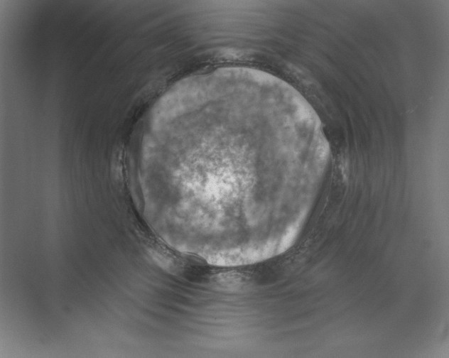 X0000068820423200606021622