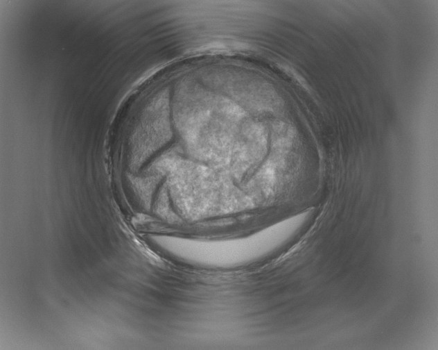 X0000068821018200606021611