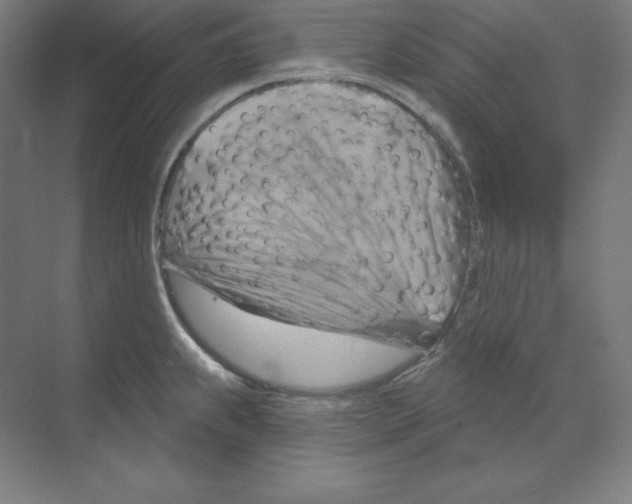 X0000068821239200606021608