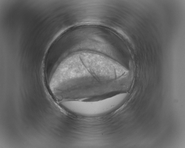 X0000068821325200606021607