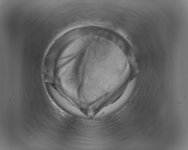 X0000068821508200606021603