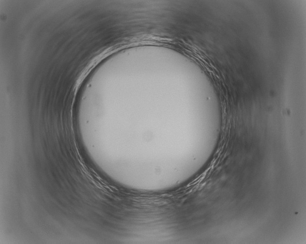 X0000068830244200605050925