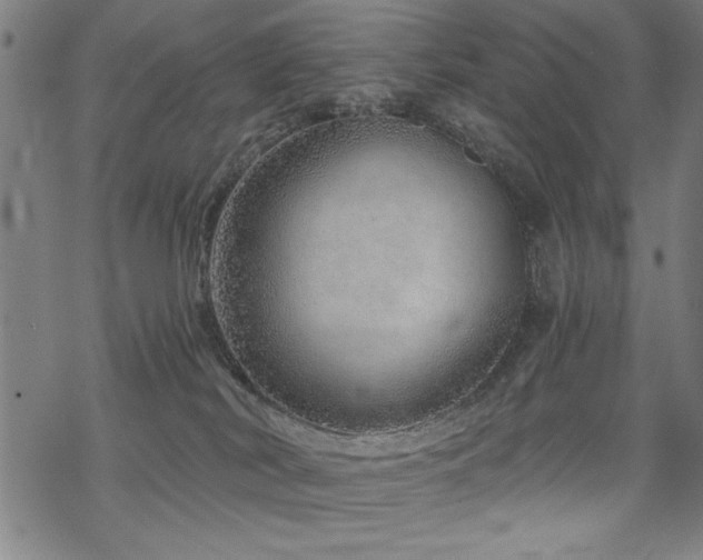 X0000068830038200605051247