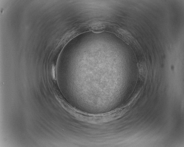 X0000068830046200605051247