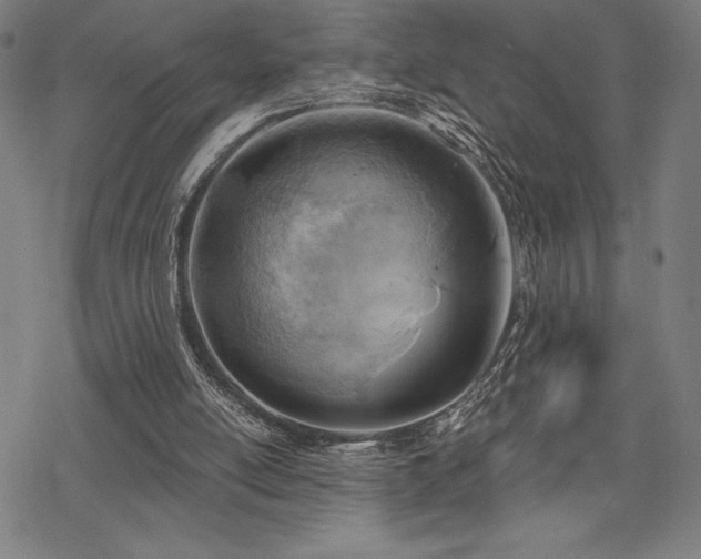 X0000068830054200605051247