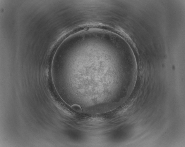 X0000068830063200605051247