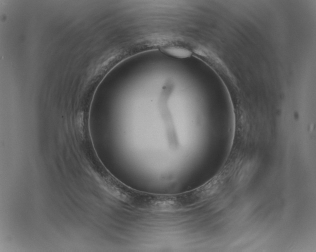 X0000068830066200605051247