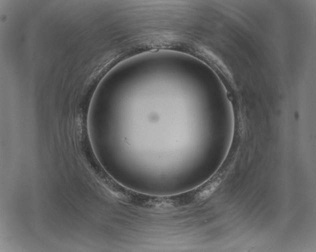 X0000068830113200605051246