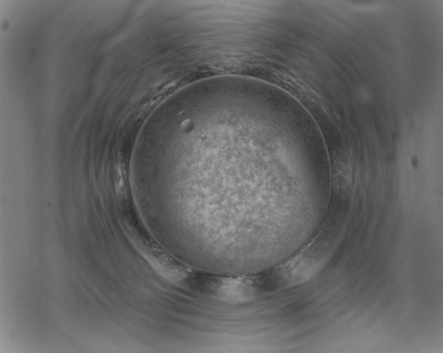 X0000068830130200605051246