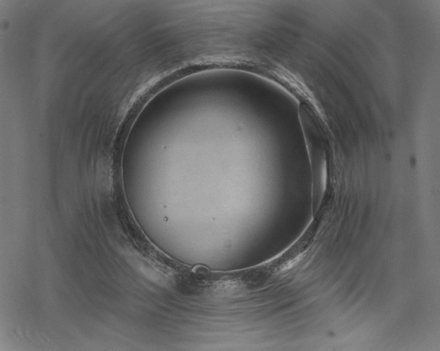 X0000068830204200605051245