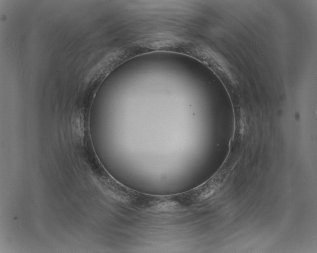 X0000068830210200605051245