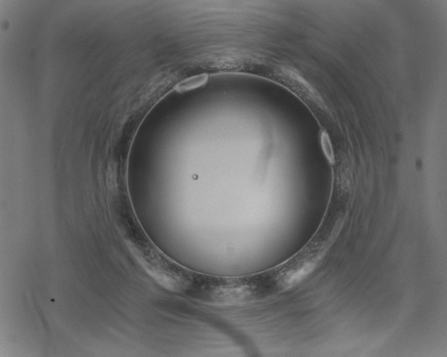 X0000068830213200605051244