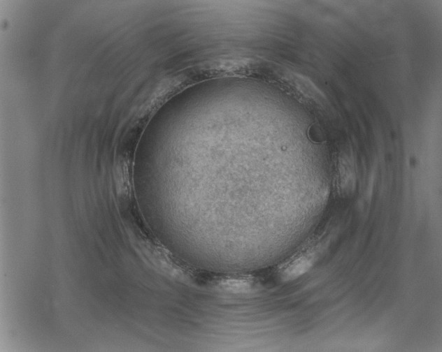 X0000068830236200605051244