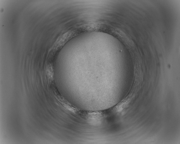 X0000068830240200605051244