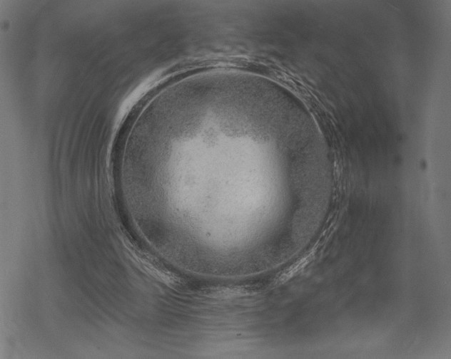 X0000068830246200605051243