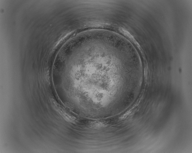 X0000068830249200605051243