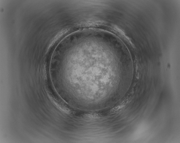 X0000068830250200605051243