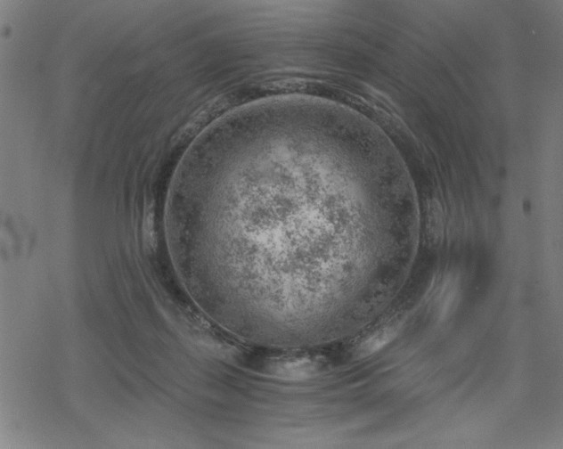 X0000068830267200605051244