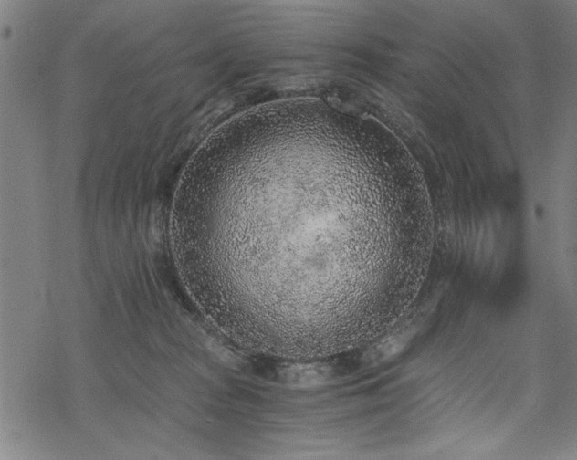 X0000068830277200605051244