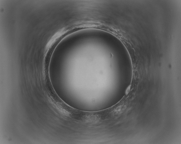 X0000068830296200605051243