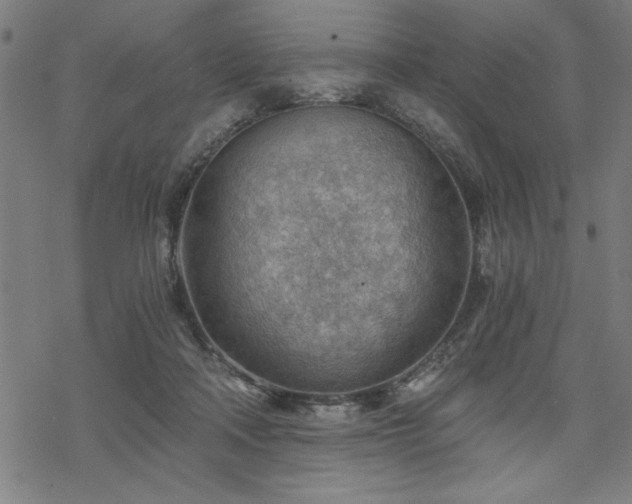 X0000068830314200605051243